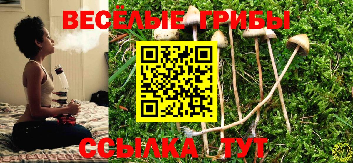 Чайковский  Галлюциногенные грибы Cubensis  Вход с VPN 
